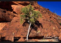 Australien Kings Canyon